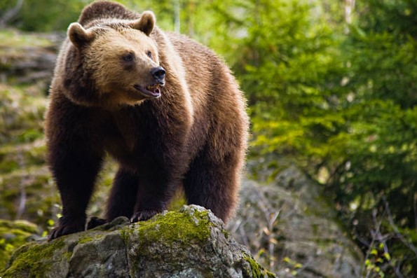 Oso Pardo (Ursus arctos) 10 tipos de osos