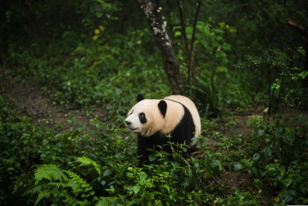 Oso Panda Gigante (Ailuropoda melanoleuca)