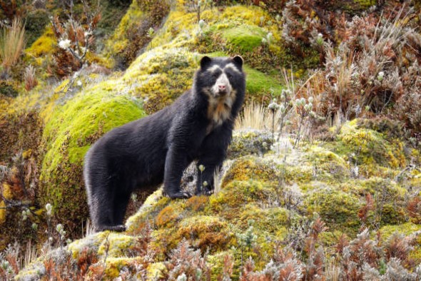 Oso de Anteojos (Tremarctos ornatus) 