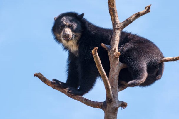 Oso de Anteojos (Tremarctos ornatus) 10 tipos de osos