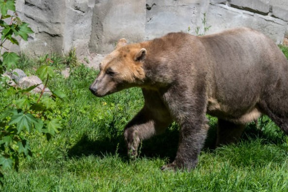 Oso Grolar: Mezcla de Oso Polar y Oso Grizzly 10 tipos de osos