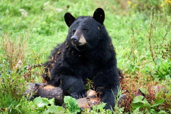 Oso Negro Americano (Ursus americanus):10 tipos de osos