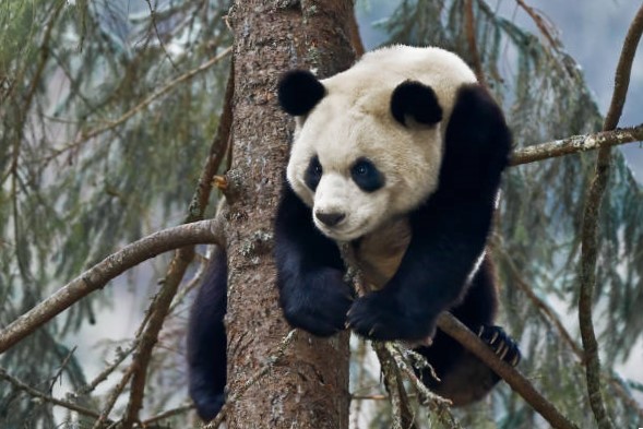 Oso Panda Gigante (Ailuropoda melanoleuca): El raro de la familia de los 10 tipos de osos