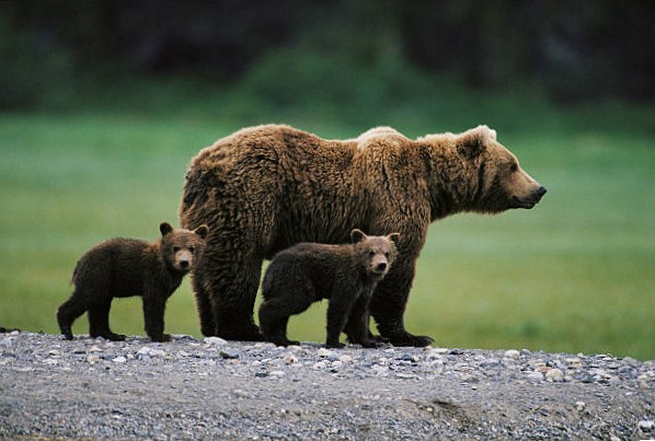 Oso Pardo (Ursus arctos) 