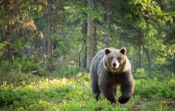 Oso pardo en peligro de extinción en españa