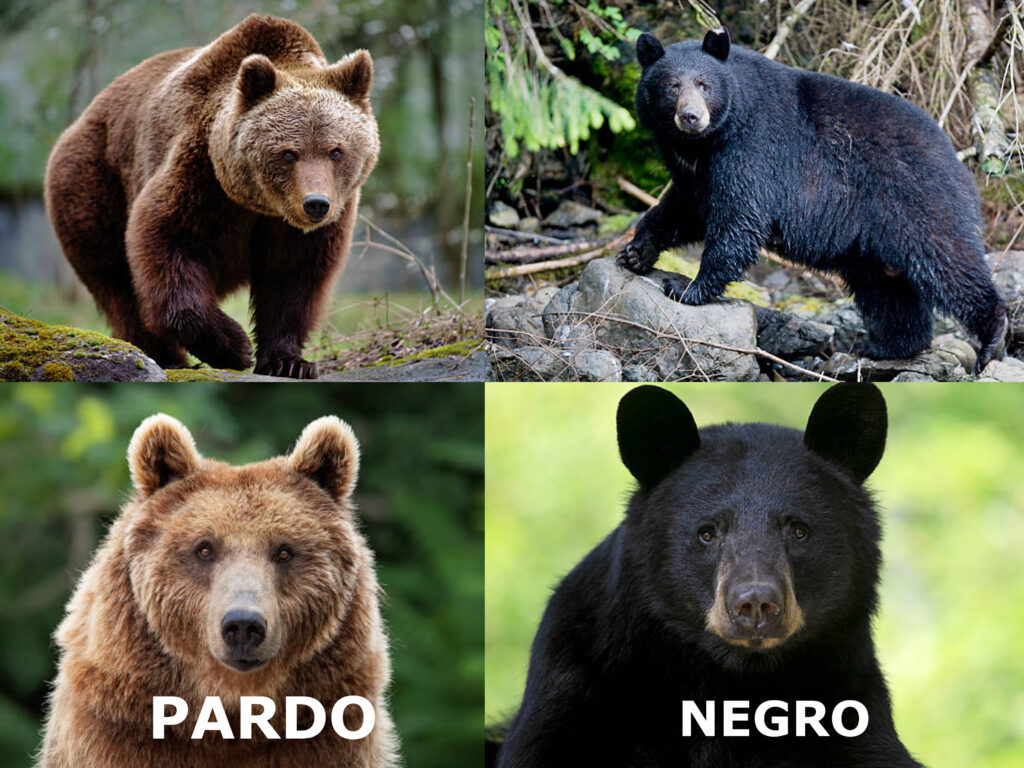 Diferencias entre el Oso Pardo y el Oso Negro