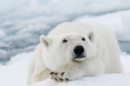 Oso Polar (Ursus maritimus) 10 tipos de osos