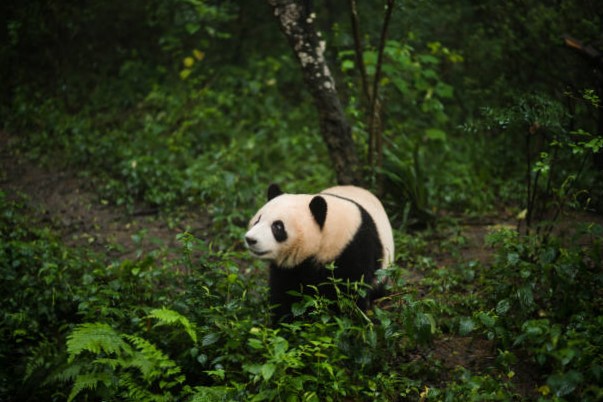 Panda Gigante, peligro de extinción