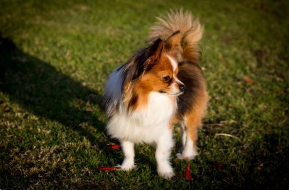 Razas de Pequeños Perros: Papillón