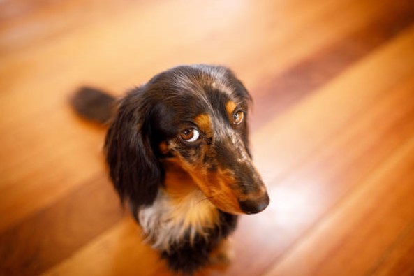 Las Variadas Capas del Dachshund o perro Salchicha