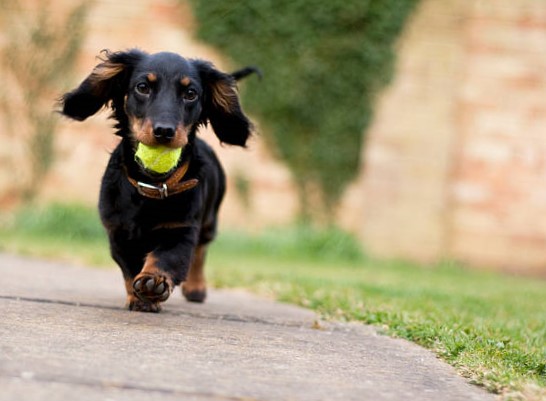 Desafíos de Salud del Perro Salchicha