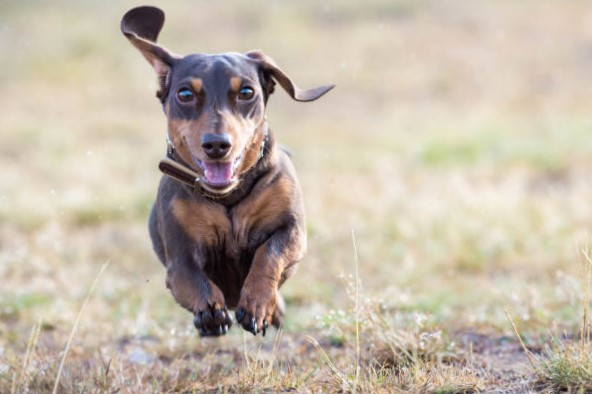 El Encanto Irresistible del Dachshund: Una Raza que Conquista Corazones