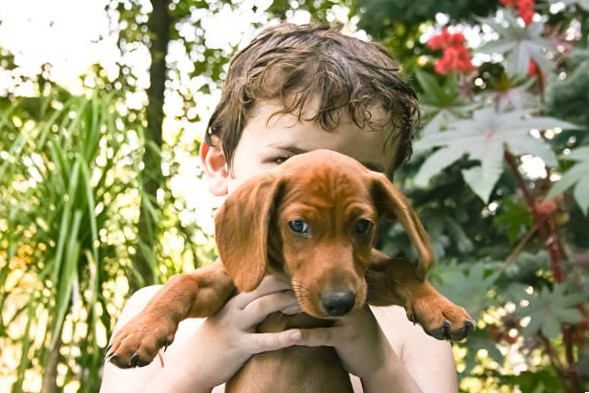 La Encantadora Personalidad del Dachshund