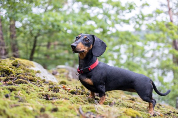 ¿Por que está en Tendencia el Perro Salchicha?