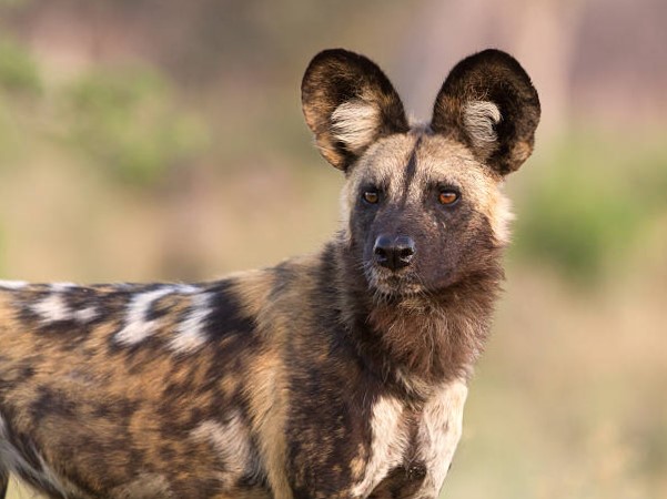 Perro salvaje africano en peligro 