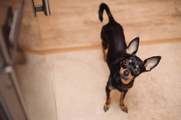 Perros pequeños de raza: Pinscher Miniatura