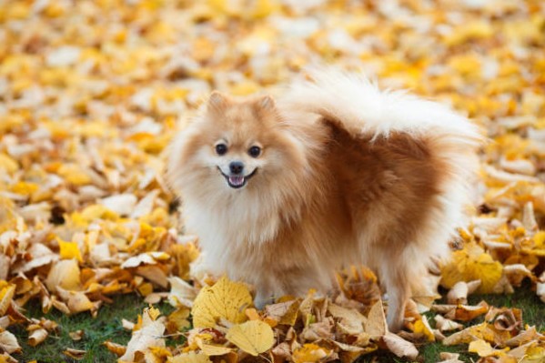 Razas de Pequeños Perros: Pomerania