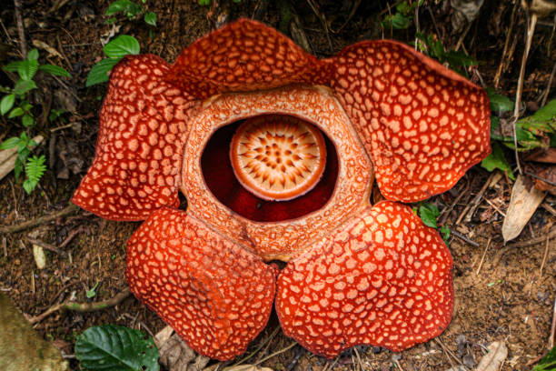 La flor más grande del mundo: Rafflesia arnoldii