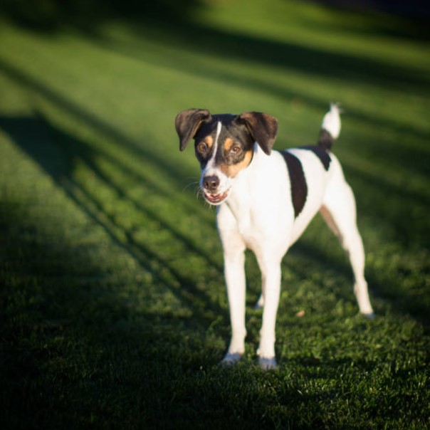 Razas de Pequeños Perros: Rat Terrier