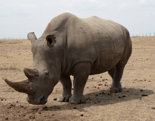 El Rinoceronte Blanco del Norte: Un Gigante al Borde de la Extinción