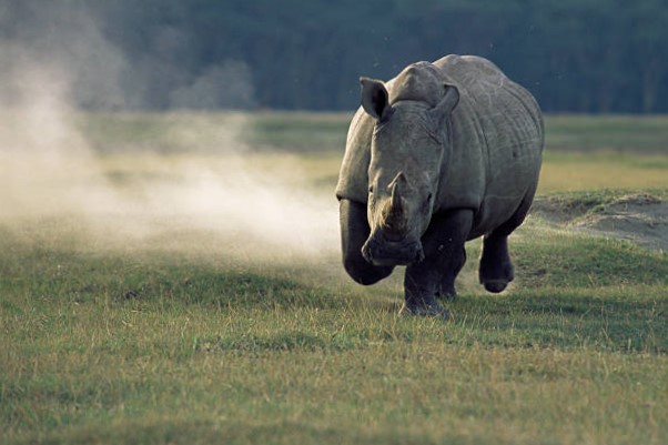 Rinoceronte blanco en peligro de extinción