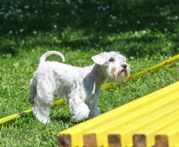 Perros pequeños de raza: Schnauzer Miniatura