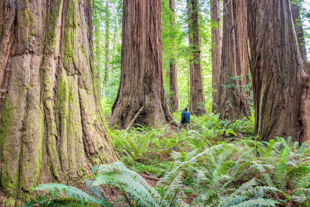 Árboles gigantes y altos del mundo: secuoya (Curiosidades de la naturaleza)