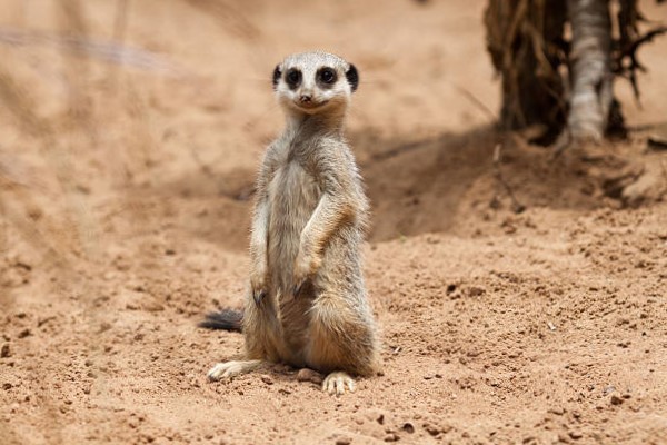 Suricata: Un Pequeño Guardián del Desierto