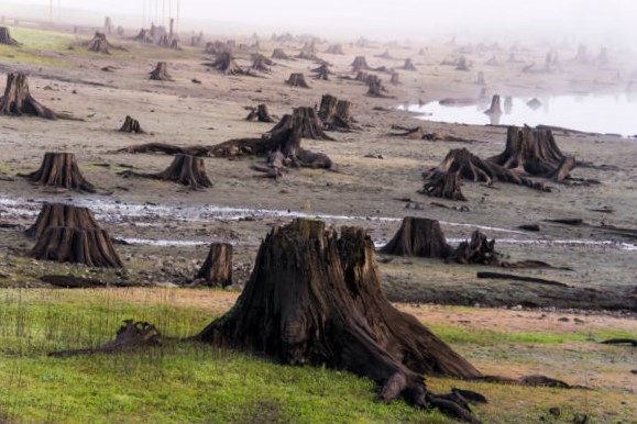 Tala de arboles y su efecto en la extinción de animales 