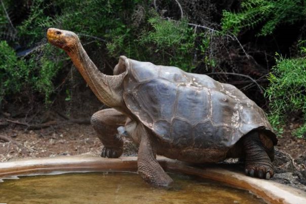 Tortuga gigante pinta en peligro de extinción