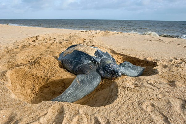 Tortuga laud en peligro de extinción