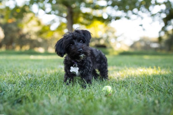 Perros pequeños de raza: Yorkipoo