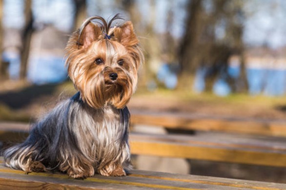 Razas de Perros Pequeños: Yorkshire Terrier