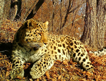 El Leopardo de Amur: El Gran Felino en Peligro Crítico