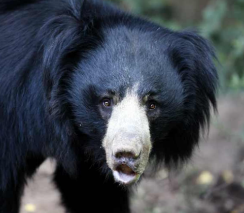 Oso Bezudo (Ursus thibetanus) 10 tipos de osos