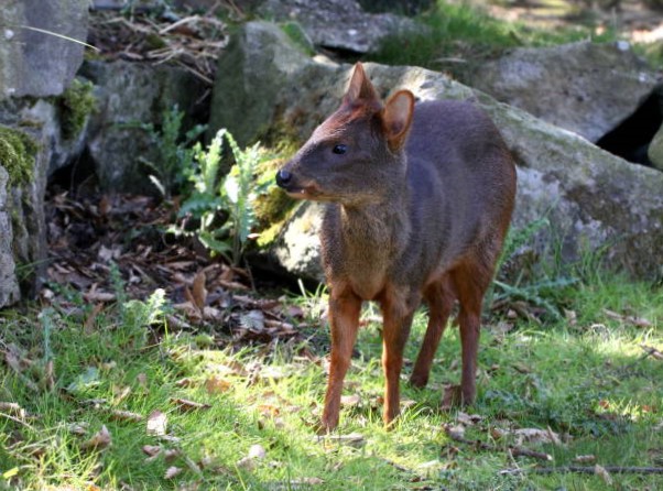 El Pudú: El Ciervo Más Pequeño del Mundo