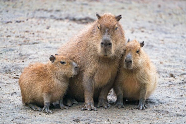 Capibara Animal - Qué es, qué Come y dónde Vive por Expertos