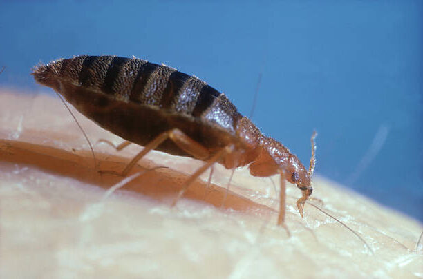 Chinche Insecto: Conociendo a este Intruso y sus Picaduras