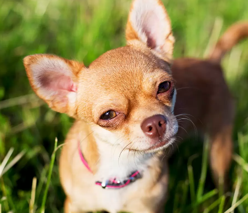 Todo lo que Necesitas Saber sobre los Perros Chihuahuas