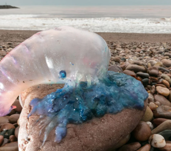 Curiosidades de las Medusas – Un Viaje por las Criaturas Más Fascinantes del Océano